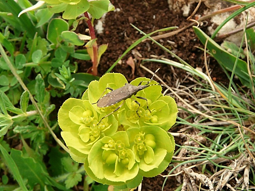 Dicranocephalus agilis